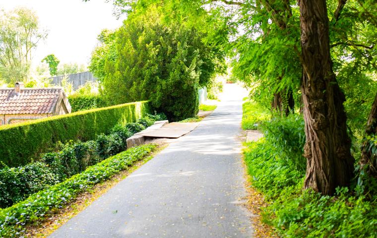 Bomen in de Baarbeekstraat